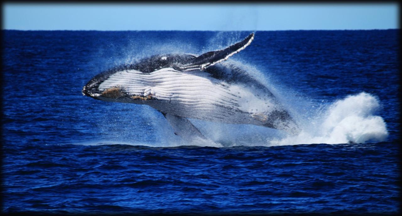Whale Watching - Direct Redcliffe (No Meal)